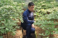Đà Nẵng giới thiệu, quảng bá sản phẩm Sâm Ngọc Linh và các dược liệu