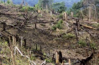 Gia Lai: Lại phát hiện hơn 500 ha rừng “bốc hơi” 