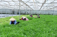 Cận cảnh nông trại đạt chứng chỉ quốc tế của Vinamit