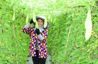 Thủ tướng yêu cầu tạm dừng thanh tra Vinamit 