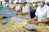 Thủ tướng chỉ đạo khẩn vụ nghi án lừa đảo lịch sử trong ngành điều Việt Nam