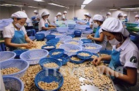 Xuất khẩu điều... tiêu điều, Hiệp hội Điều Việt Nam muốn giảm chỉ tiêu xuất khẩu