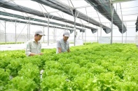Ngân hàng thừa vốn, nhưng hợp tác xã vẫn khó với