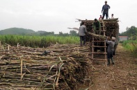 Mía đường bất ổn vì cạnh tranh không lành mạnh giữa các doanh nghiệp
