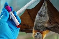 TP.HCM: Tăng cường giám sát y tế tại sân bay Tân Sơn Nhất phòng bệnh do virus Nipah