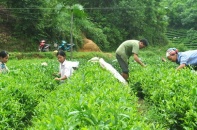 Thoái vốn, giải thể công ty nông, lâm nghiệp tỉnh Thái Nguyên