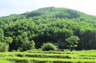 Giải thể Công ty Lâm nghiệp Phú Lộc (Thừa Thiên Huế)