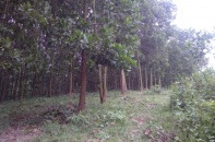 Nghệ An sử dụng 70,69 ha đất rừng xây Trạm nghiền xi măng Sông Lam
