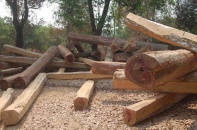 Tiếp tục làm rõ việc khai thác gỗ trái phép tại Kon Tum