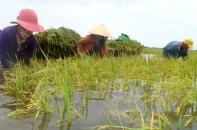 Nghiên cứu triển khai rộng rãi chính sách bảo hiểm nông nghiệp