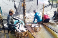 Khởi tố vụ giả giấy tờ kiểm định sản phẩm thức ăn thủy sản