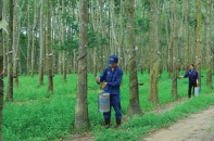 Cổ phần hóa Tập đoàn Cao su Việt Nam: Chỉ bán cho nhà đầu tư chiến lược trong nước