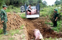 Ngăn chặn buôn lậu, vận chuyển, kinh doanh lợn không rõ nguồn gốc