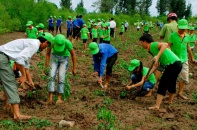 Nhiều chính sách đầu tư bảo vệ và phát triển rừng