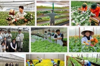 Thủ tướng chủ trì Hội nghị trực tuyến tổng kết ngành Nông nghiệp