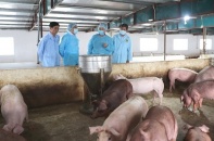 Lập Ban chỉ đạo quốc gia phòng chống dịch tả lợn Châu Phi
