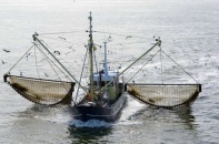 Phạt tới 1 tỷ đồng với vi phạm trong lĩnh vực thủy sản