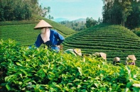 Tập đoàn JG (Philippines) muốn đầu tư phát triển ngành chè Việt Nam