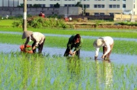 Ứng phó nguy cơ hạn hán, thiếu nước, xâm nhập mặn ở ĐBSCL