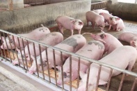 Theo dõi sát diễn biến cung cầu, giá cả thị trường dịp cuối năm