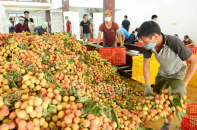 Thủ tướng chỉ đạo tháo gỡ khó khăn tiêu thụ nông sản cho Bắc Giang