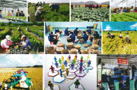 Tổng kết 10 năm thi hành Luật Hợp tác xã năm 2012