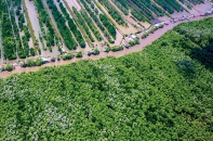 Đầu tư gần 79.000 tỷ đồng phát triển lâm nghiệp bền vững đến năm 2025