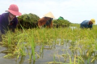 Chính sách mới hỗ trợ tối đa 90% phí bảo hiểm nông nghiệp