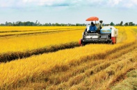 Thủ tướng chỉ thị thúc đẩy phát triển nông nghiệp và nông thôn bền vững vùng ĐBSCL