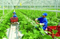 Bổ sung chính sách tín dụng khuyến khích nông nghiệp hữu cơ, tuần hoàn