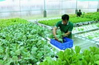 Sản phẩm nông nghiệp hữu cơ tăng hơn 418% giá trị xuất khẩu