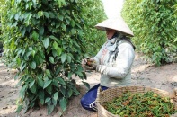 Xuất khẩu hồ tiêu sang Trung Quốc tăng 8 lần, nhưng khó tăng tiếp