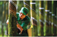 Tập đoàn Công nghiệp Cao su (GVR) giảm kế hoạch lãi sau thuế 27% khi gần hết năm