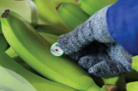 Lợi nhuận tháng 2 của HAGL chủ yếu từ chuối