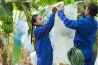 Hoàng Anh Gia Lai Agrico kéo dài chuỗi lỗ