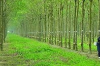 Cổ phiếu Cao su Đồng Phú: Kỳ vọng từ giá cao su tiếp tục cao trong năm 2025