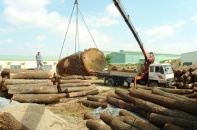 Xuất khẩu gỗ tiếp tục tăng trưởng khá