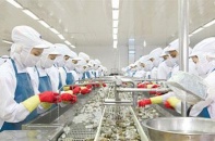 Thủy sản Minh Phú Hậu Giang đầu tư công nghệ để vươn tầm phát triển