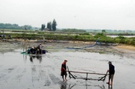 Bình Định: Hơn 500 tỉ đồng đầu tư 2 khu nuôi tôm công nghệ cao
