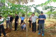 New Zealand triển khai mô hình trồng rau an toàn tại Bình Định