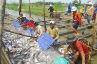 Trung Quốc tăng nhập khẩu cá tra từ Việt Nam
