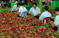 Giải cứu nông sản, Bộ trưởng Nông nghiệp sẽ nói gì?