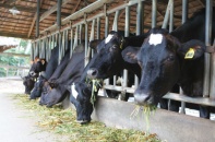 Công thức dinh dưỡng cho các gia đình năng động