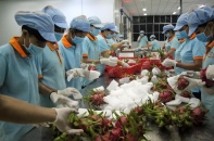3 tấn thanh long đầu tiên của Việt Nam xuất đến Úc