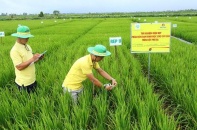 Trải nghiệm giải pháp canh tác với phân bón ứng dụng công nghệ cao