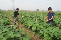 Khuyến khích đầu tư vào nông nghiệp, nông thôn thúc đẩy chuỗi giá trị toàn cầu