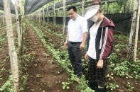 Gia Lai dự kiến kêu gọi đầu tư hơn 7.272 tỷ đồng phát triển cây dược liệu