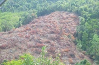 Khánh Hòa yêu cầu không để xảy ra “điểm nóng” về phá rừng