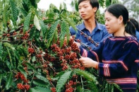 Kon Tum hình thành vùng sản xuất chuyên canh cà phê Robusta