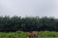 Hơn 27.000 ha rừng tự nhiên ở Đắk Lắk “biến mất”